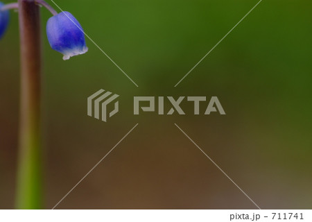 ムスカリ 711741