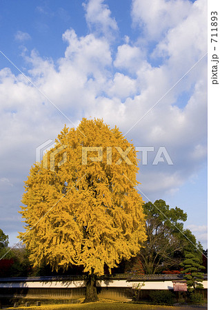 旧細川刑部邸前のイチョウ 711893