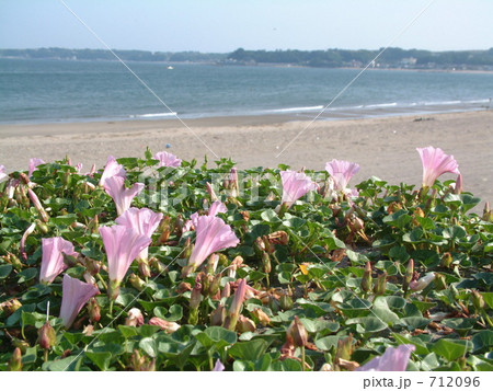 はまひるがお 712096