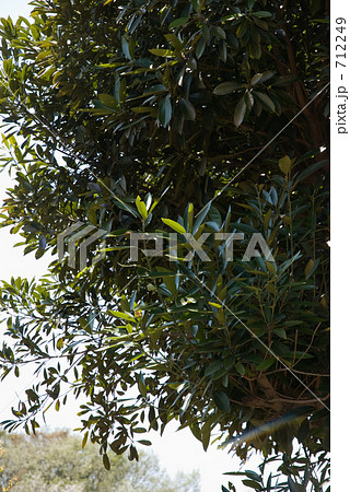 見沼田圃・春　マテバシイ（ブナ科） 712249