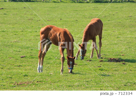 馬の兄弟 712334