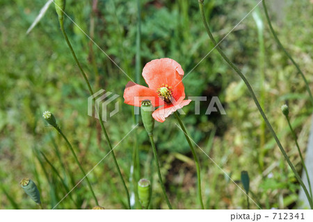 見沼田圃・春　ナガミヒナゲシ（ケシ科） 712341