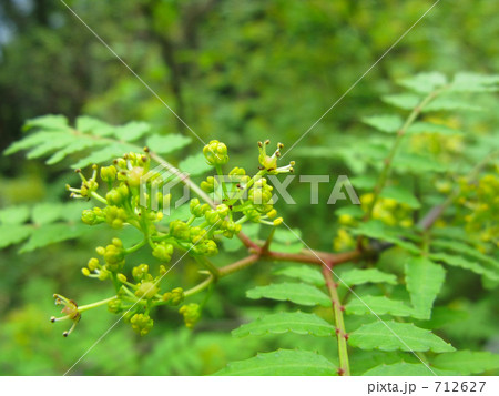 初夏、山で見つけた山椒のかわいい花 712627