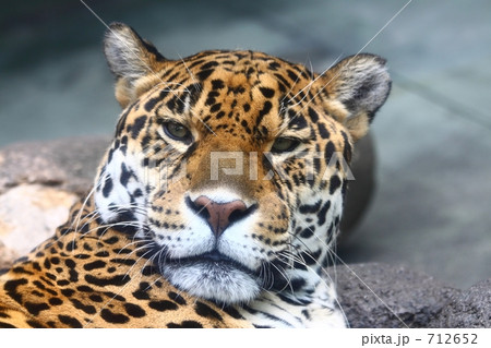 ジャガー ジャガー 712652