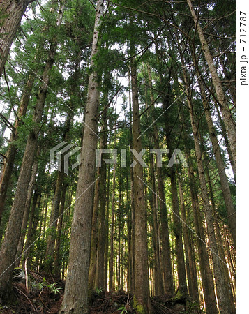 杉林の中 712787