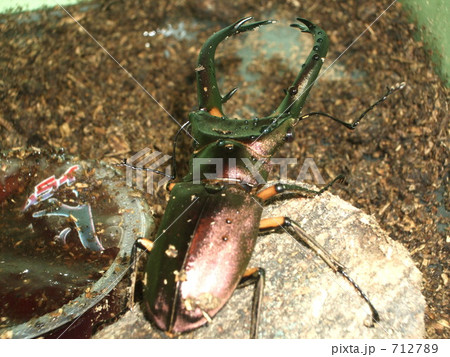 エラフスホソアカクワガタ 712789