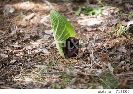 ザゼンソウの花 712806