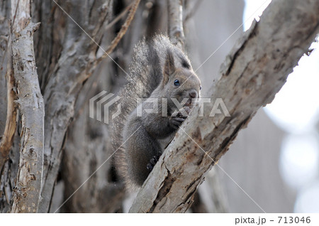 エゾリス　０２ 713046