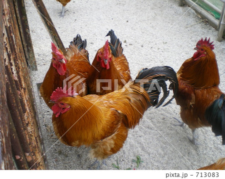 にわとり 713083