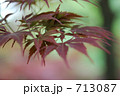 紅葉 713087