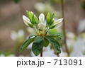 白いつつじのつぼみ 713091