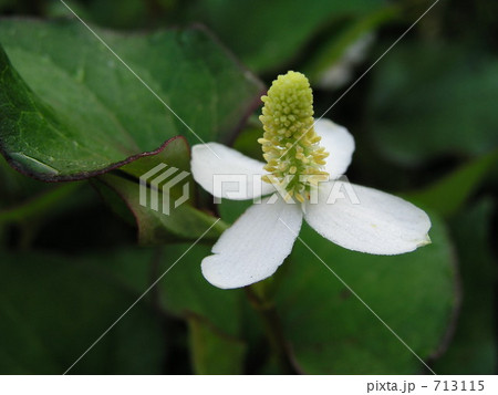 どくだみ草の花 713115