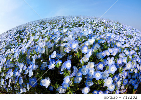 蒼い花の丘 蒼い花の丘 713202