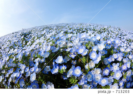 ネモフィラの蒼い丘 ネモフィラの蒼い丘 713203
