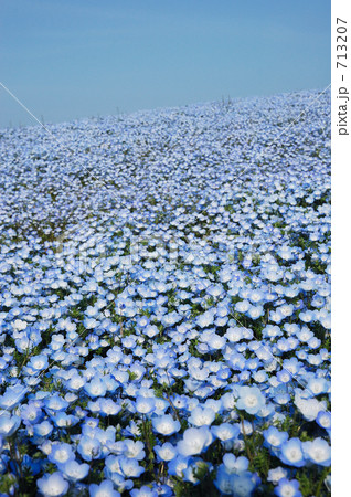 ネモフィラ 713207