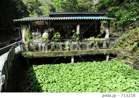 伊豆河津の浄蓮の滝清流の観光ワサビ田と売店 713216