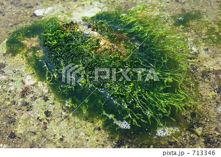 青海苔 713346