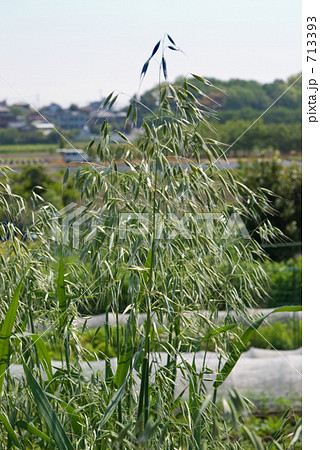 見沼田圃・春　カラスムギ（イネ科） 713393