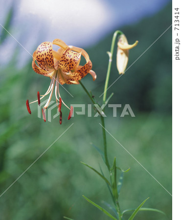 クルマユリ 713414