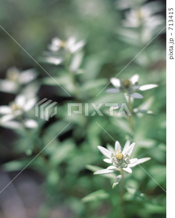 ウスユキソウ 713415