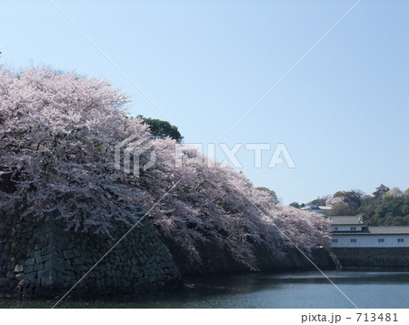 彦根城 桜 彦根城 桜 713481