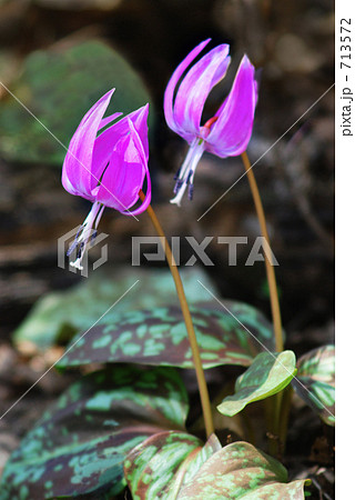 やわらかな陽射しにつつまれて・・・　4 713572