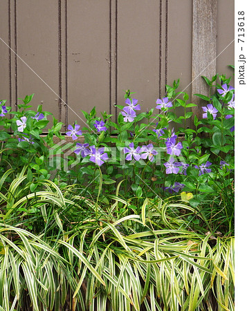 壁際にひっそりと咲くツルニチニチソウ 713618