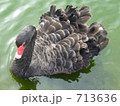 黒白鳥　 713636
