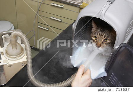 治療を受ける猫 治療を受ける猫 713687