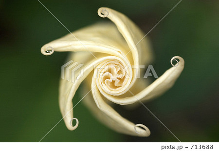 朝鮮アサガオ 朝鮮アサガオ 713688