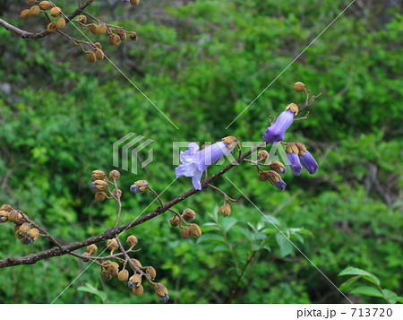 咲き始めた桐の花 咲き始めた桐の花 713720