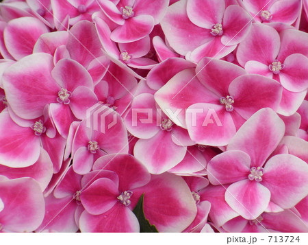 ピンクのアジサイ 713724