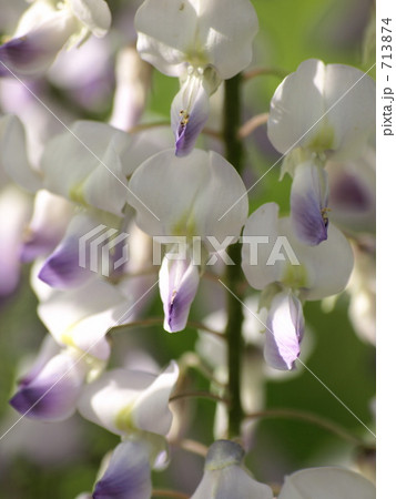 フジの花 フジの花 713874