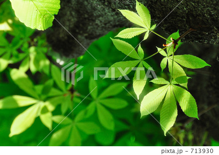 トチノキの若葉を見上げるb 713930