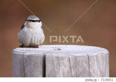 ゴジュウカラ ゴジュウカラ 713951