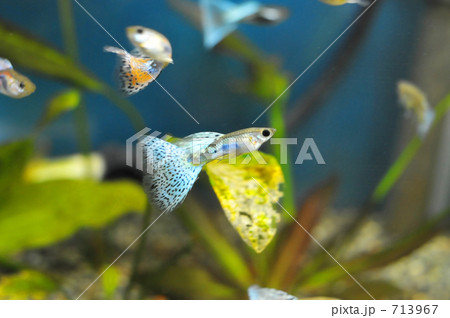 熱帯魚グッピー ブルーグラスとレッドグラスの写真素材