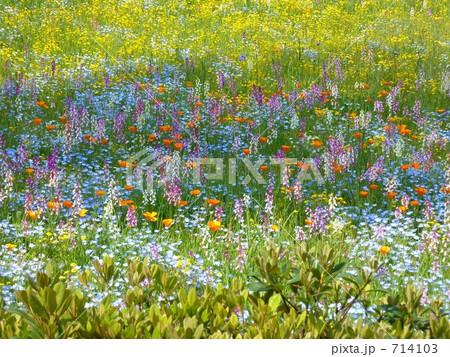 色とりどりの花々 714103