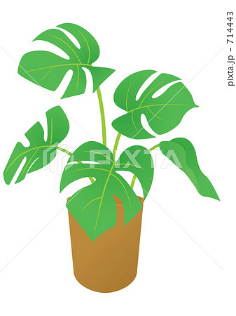 鉢植えのモンステラ 714443