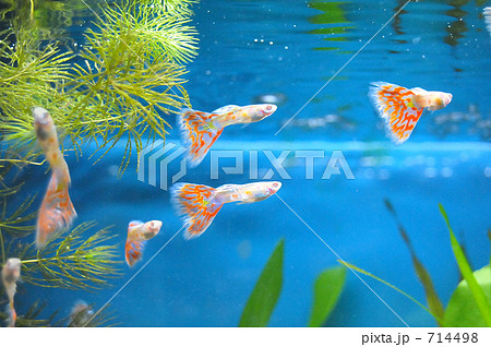 熱帯魚グッピー Rre A Of モザイクグッピーです の写真素材