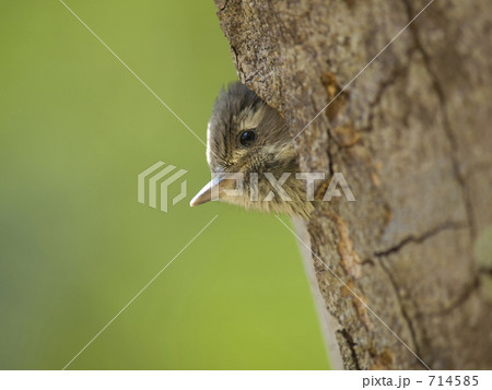 コゲラの雛 コゲラの雛 714585