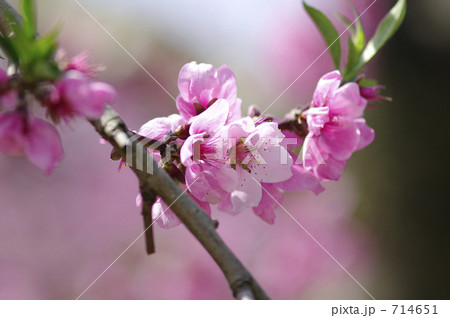 桃の花 714651