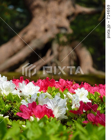 根上松とつつじ 714669