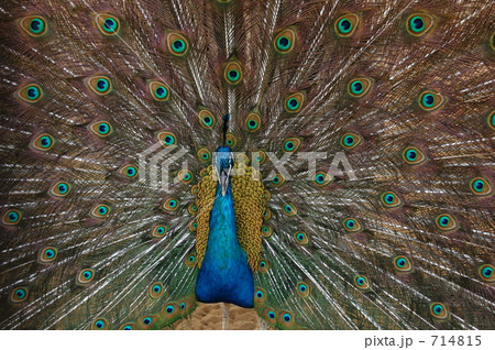 インドクジャク 714815