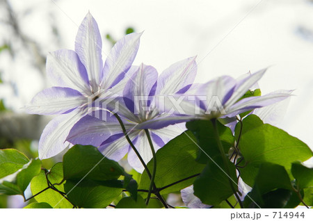 クレマチス 714944