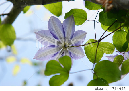 クレマチス 714945