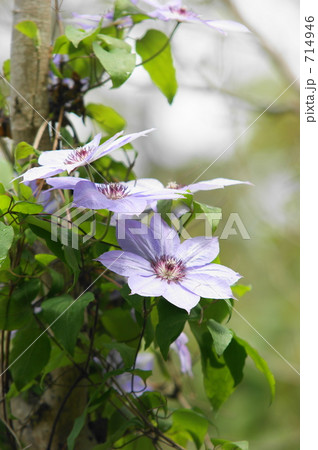 クレマチス 714946