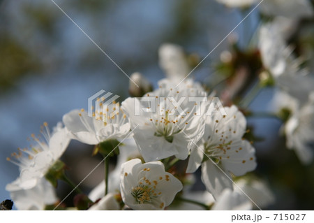 サクランボの花 サクランボの花 715027