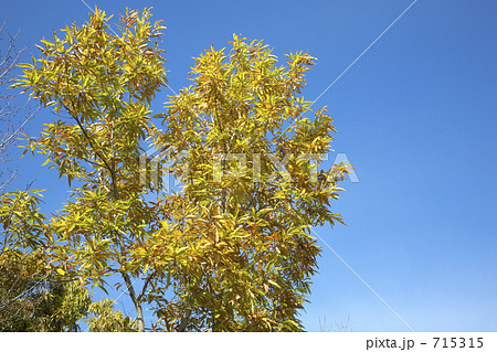 白樫の黄葉 715315