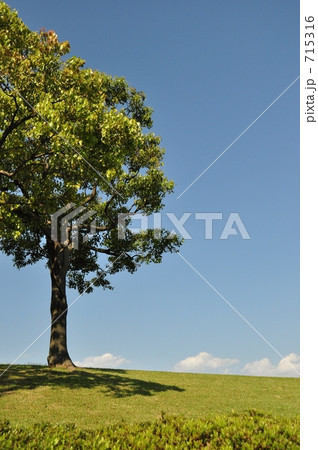 木のある風景 715316
