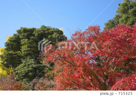 もみじの紅葉 もみじの紅葉 715325